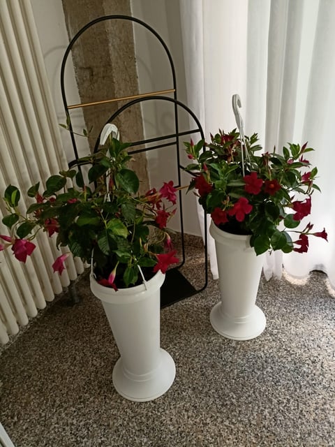 Two white pedestal planters with red and pink flowers and green foliage, each topped with black metal arch trellises, displayed indoors